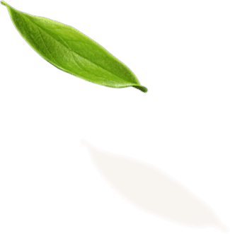 leaf 1 1
